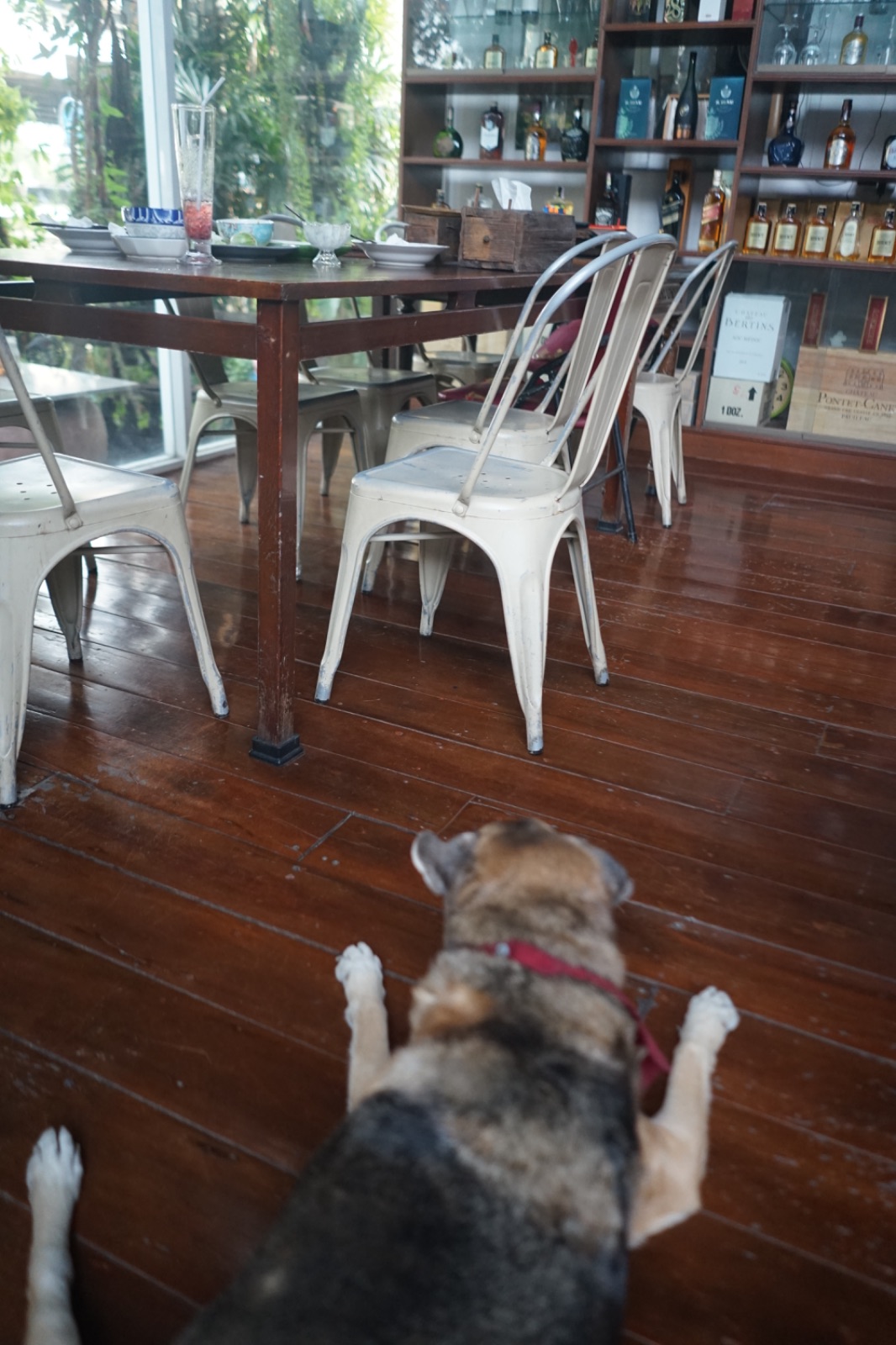 ครัวเก่าเก็บ pets image 3