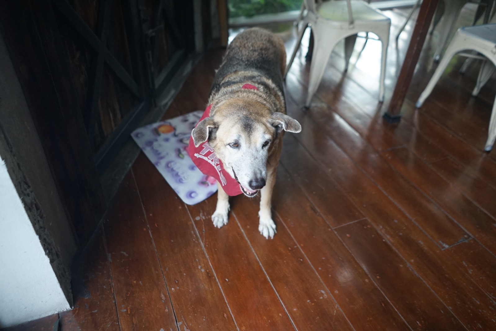 ครัวเก่าเก็บ pets image 1