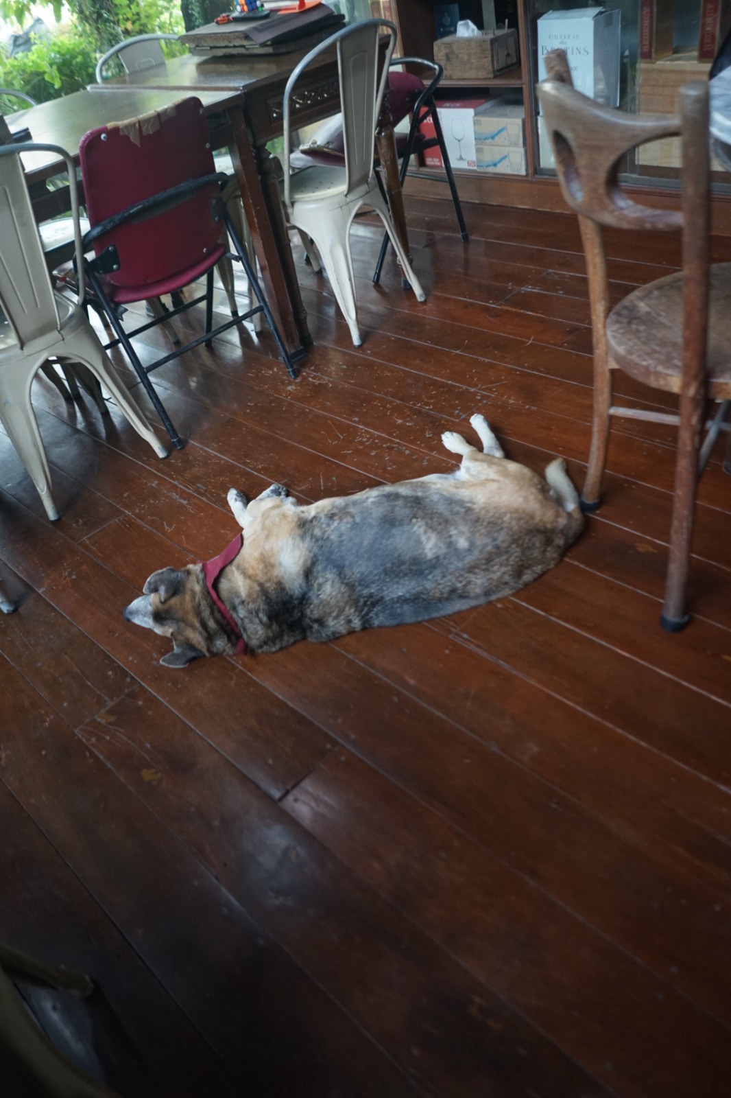 ครัวเก่าเก็บ pets image 2