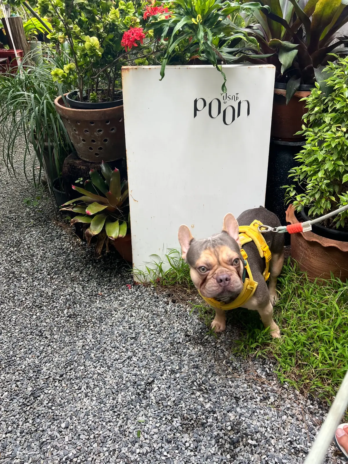 ปูรณ์ pets image 4