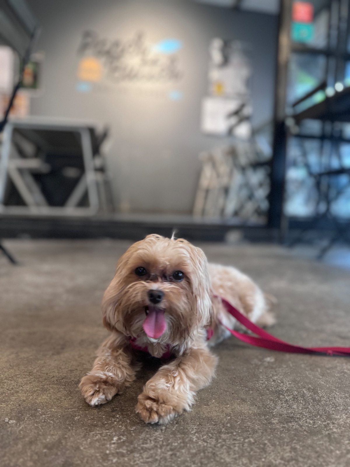 Paper Butter and the Burger pets image 1