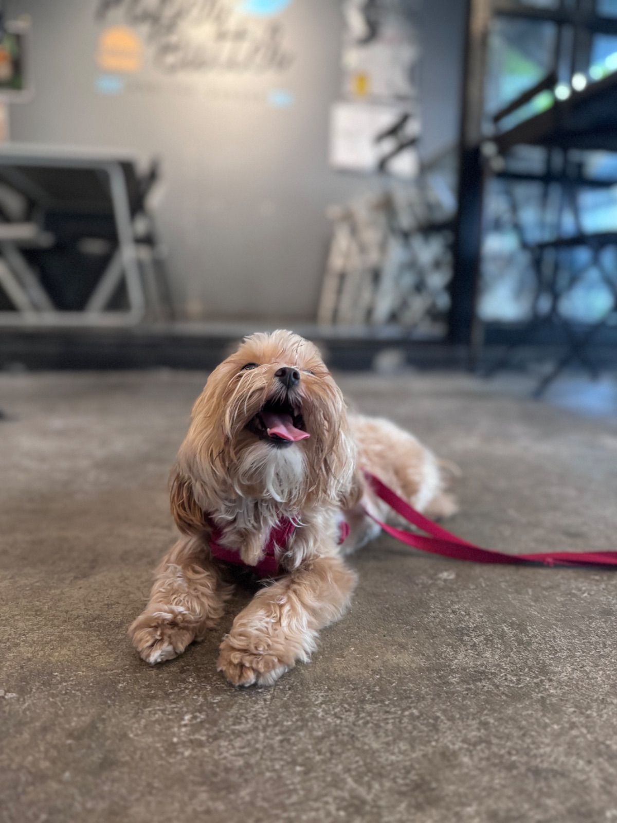 Paper Butter and the Burger pets image 2