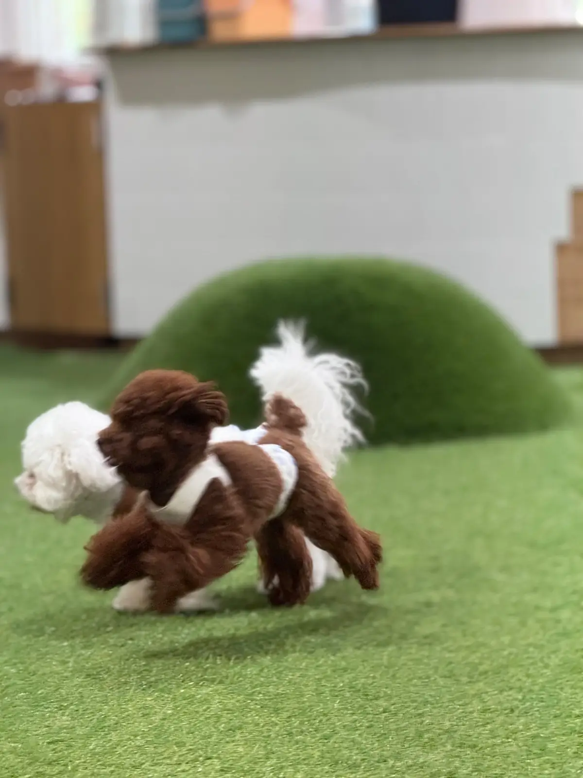 Trail and Tail pets image 6