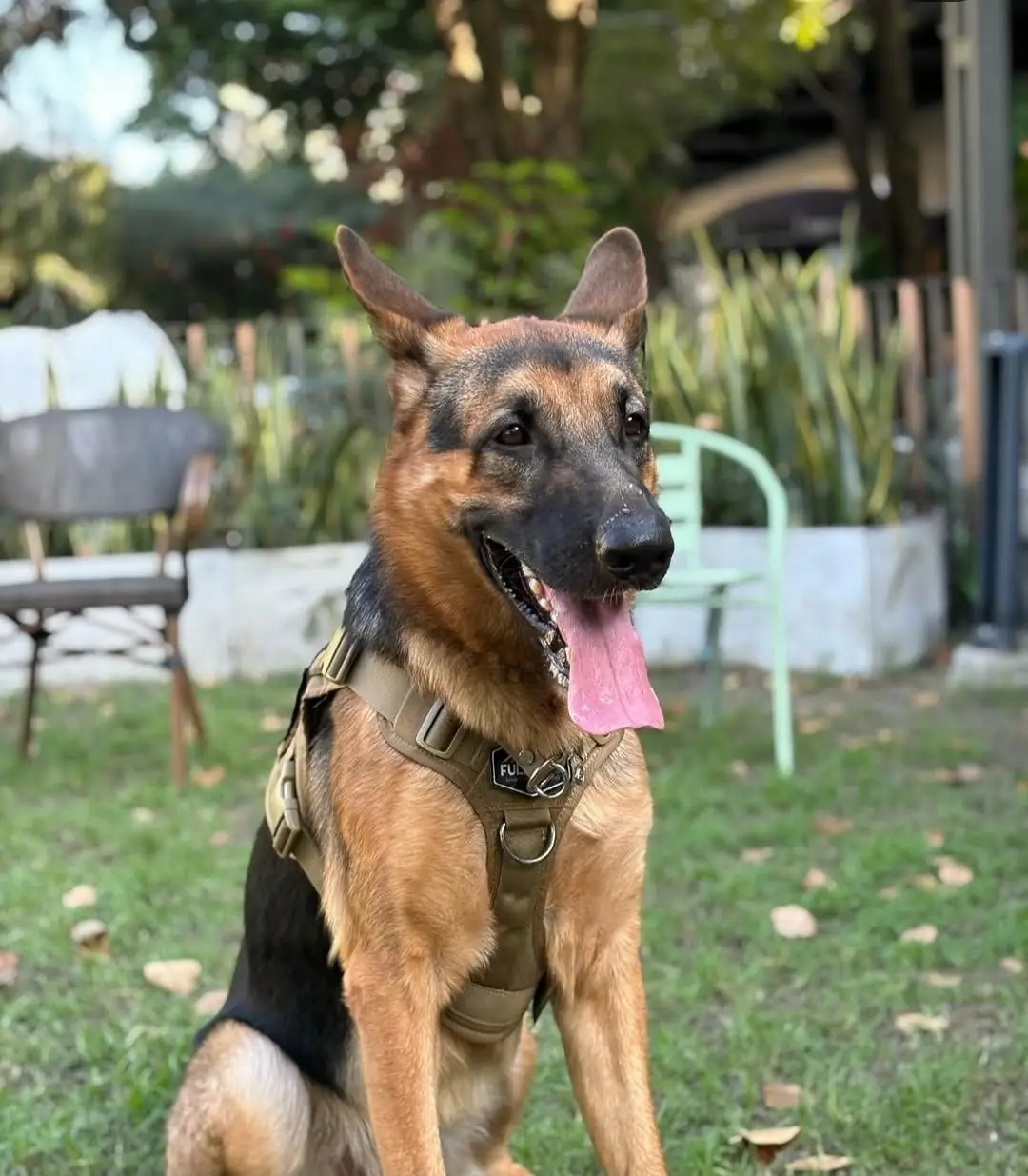 Trail and Tail pets image 1