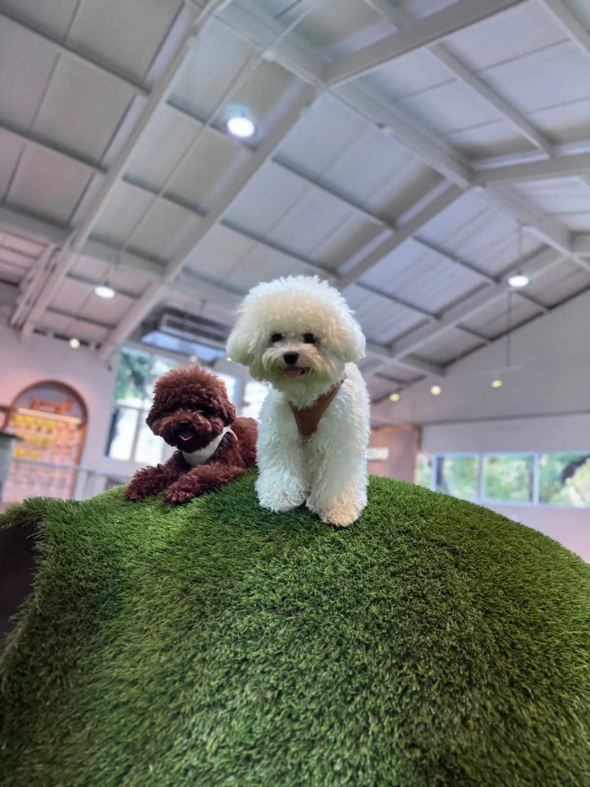 Trail and Tail pets image 3