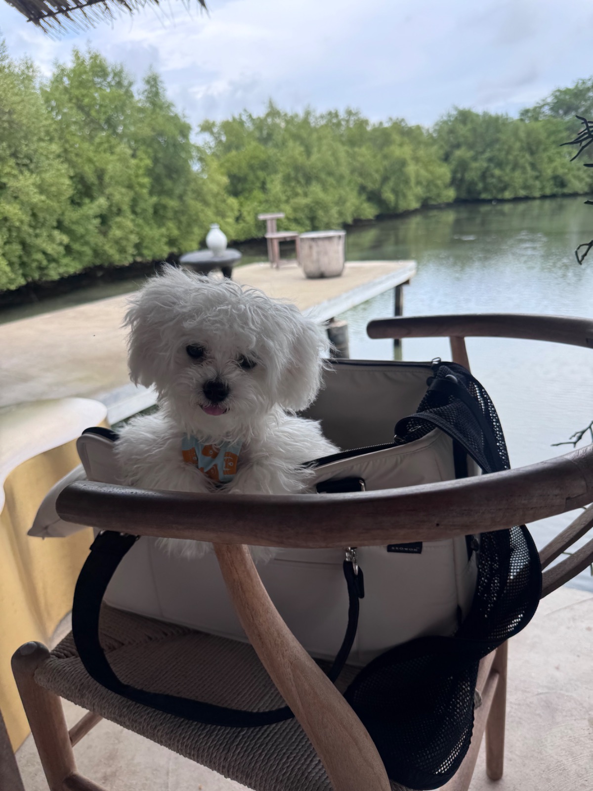 Pulse Bang Khun Thian pets image 5