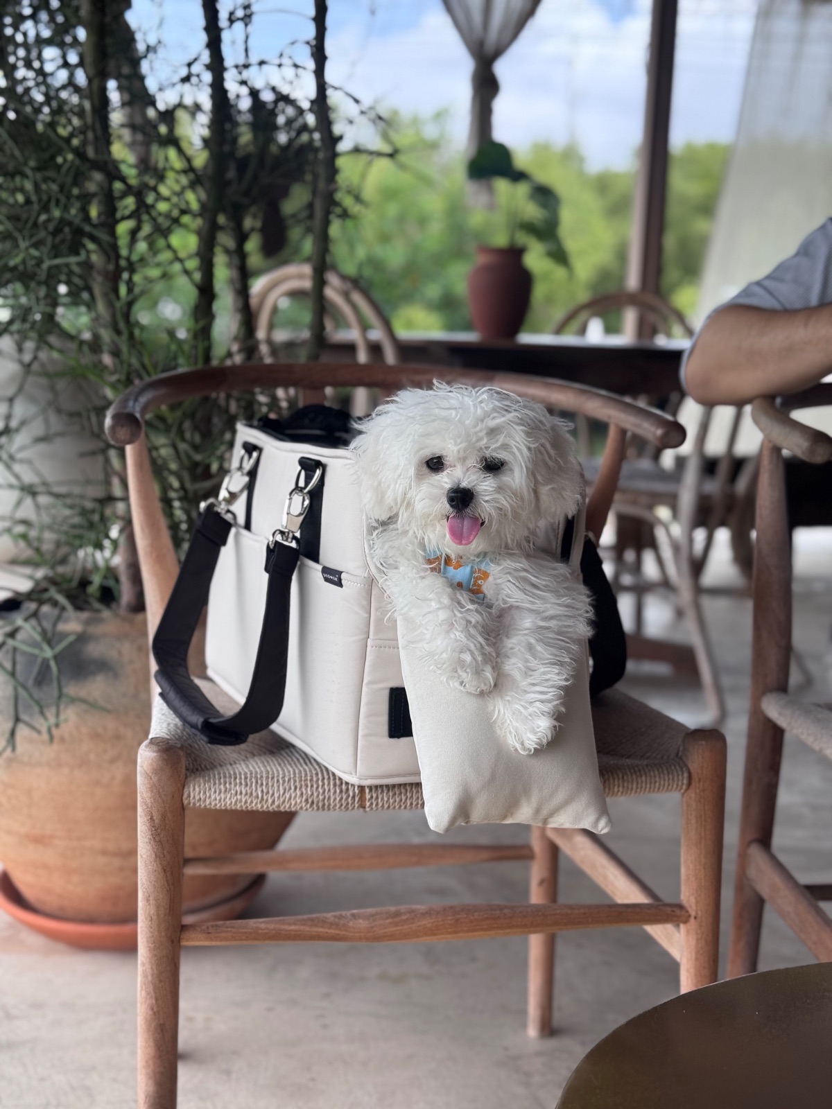 Pulse Bang Khun Thian pets image 4