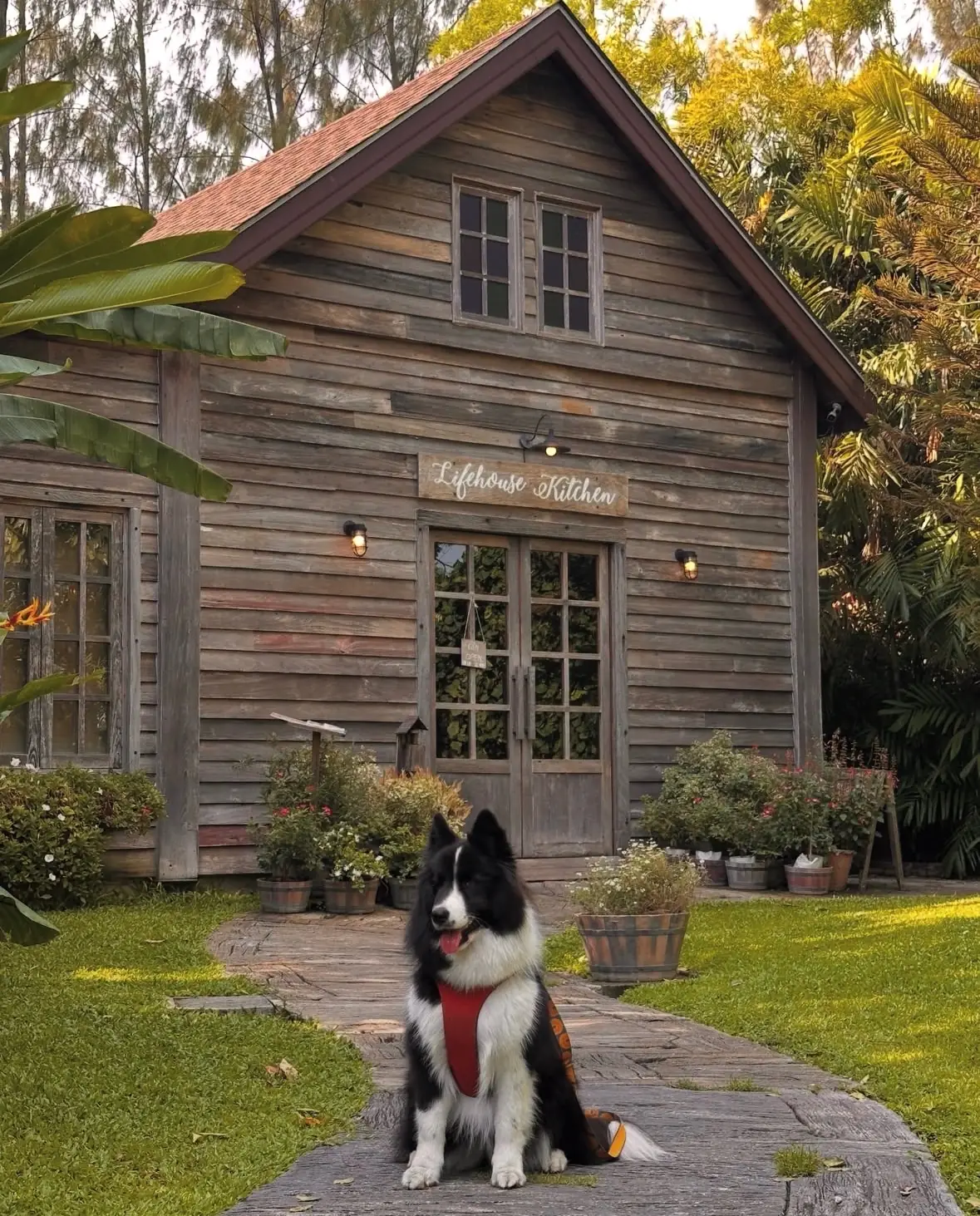 Lifehouse Cafe & Kitchen pets image 4