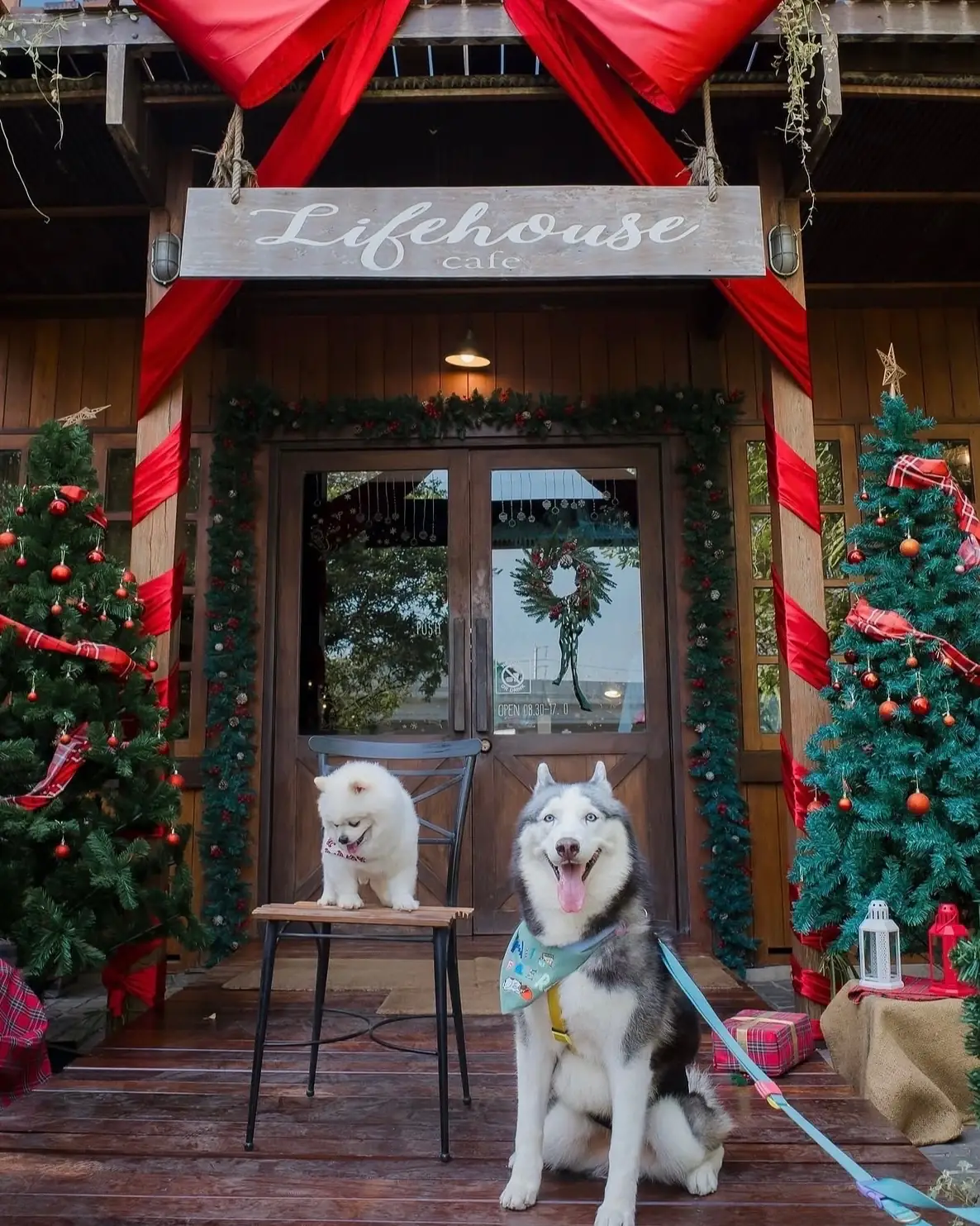 Lifehouse Cafe & Kitchen pets image 2