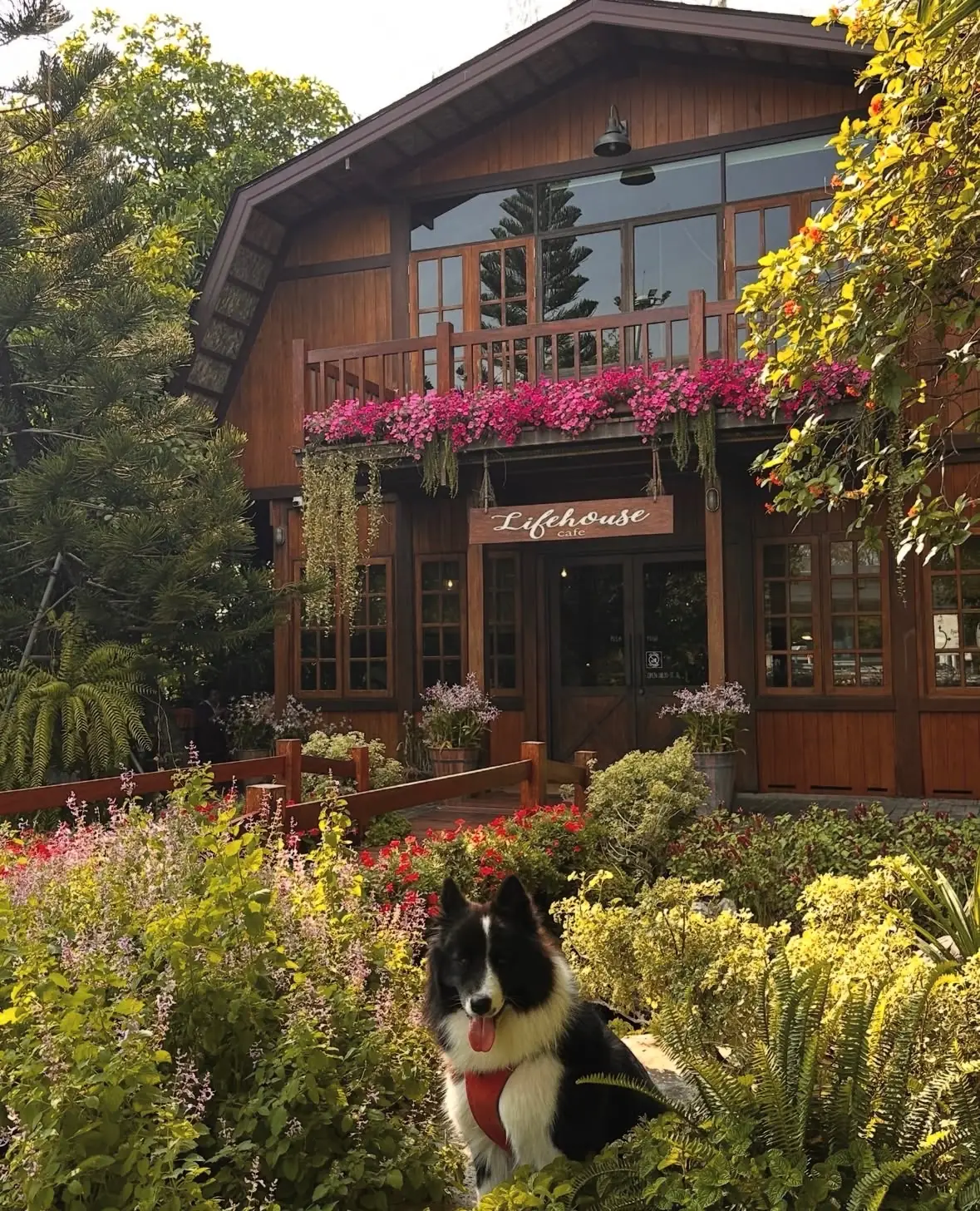 Lifehouse Cafe & Kitchen pets image 3