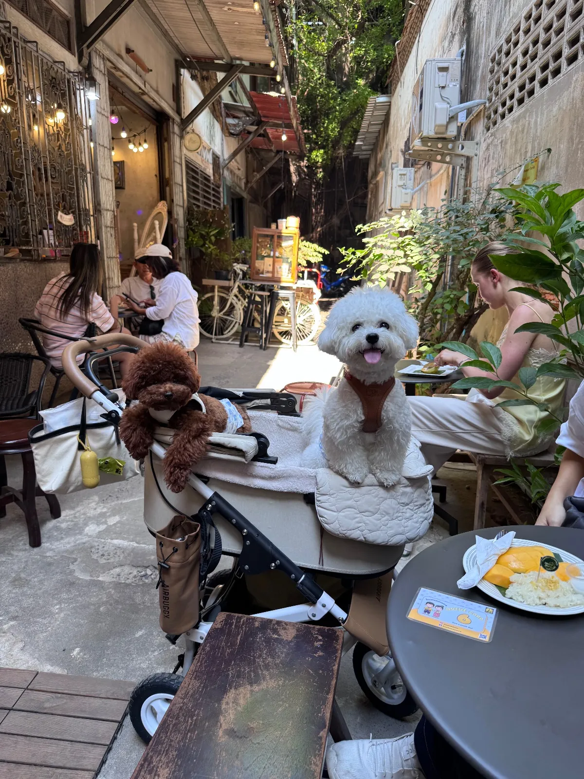 หวานใจ ข้าวเหนียวมะม่วง ทรงวาด pets image 1