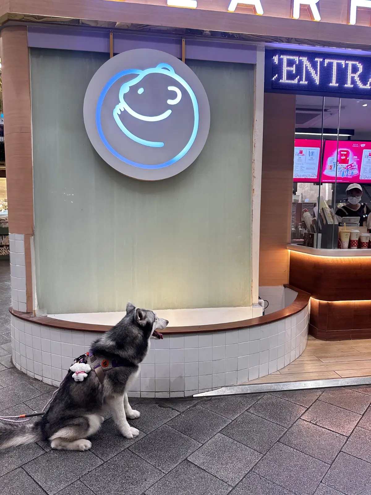 BEARHOUSE - CENTRAL EASTVILLE pets image 1