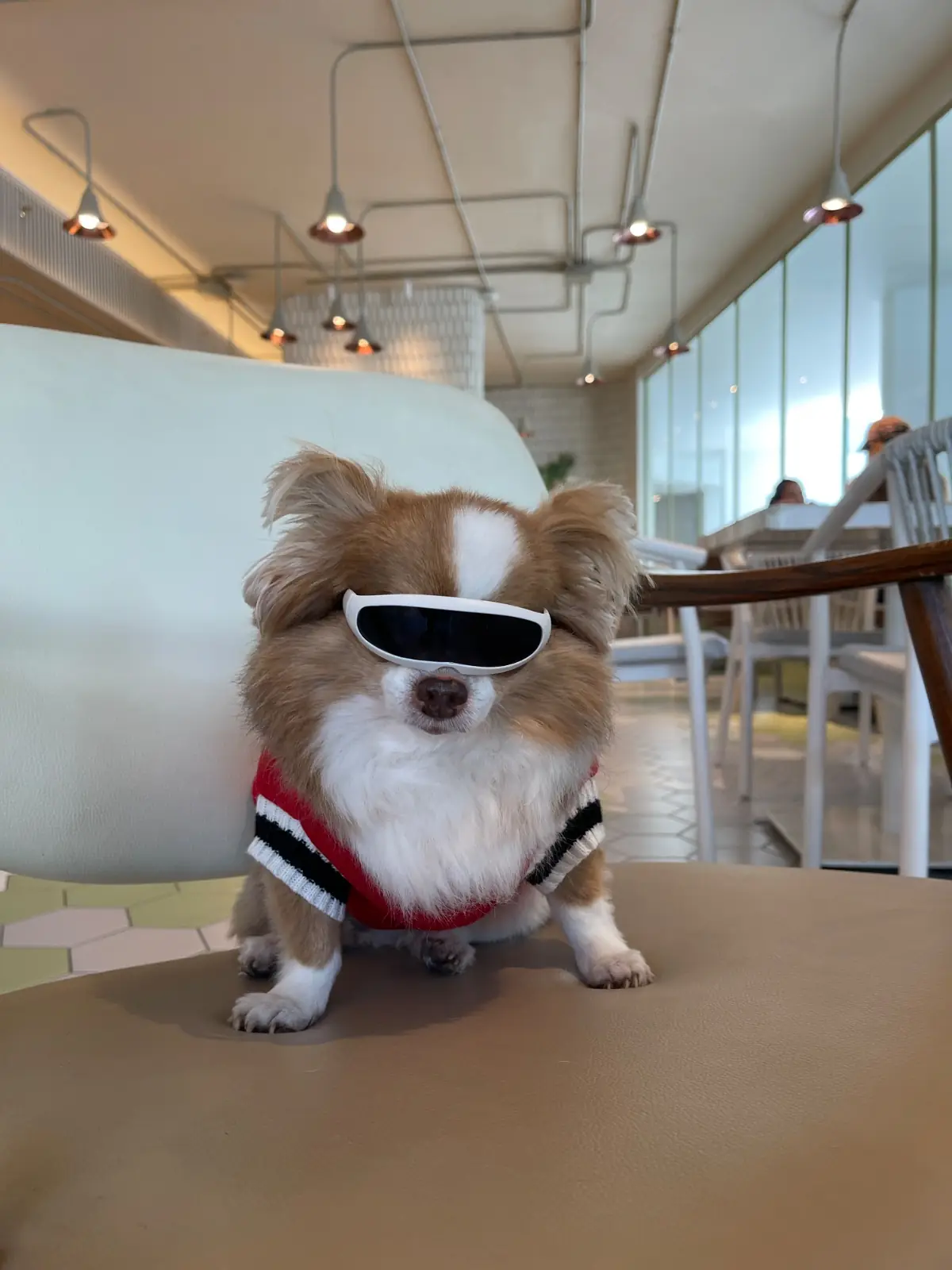 Brunch Paradiso pets image 6