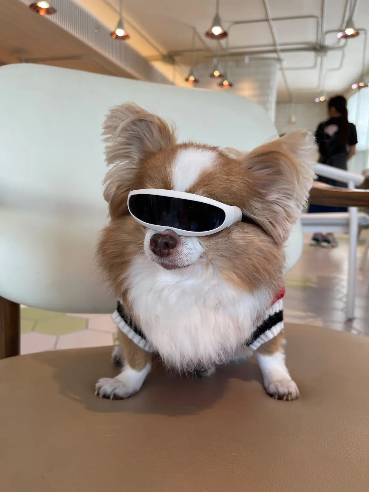 Brunch Paradiso pets image 4