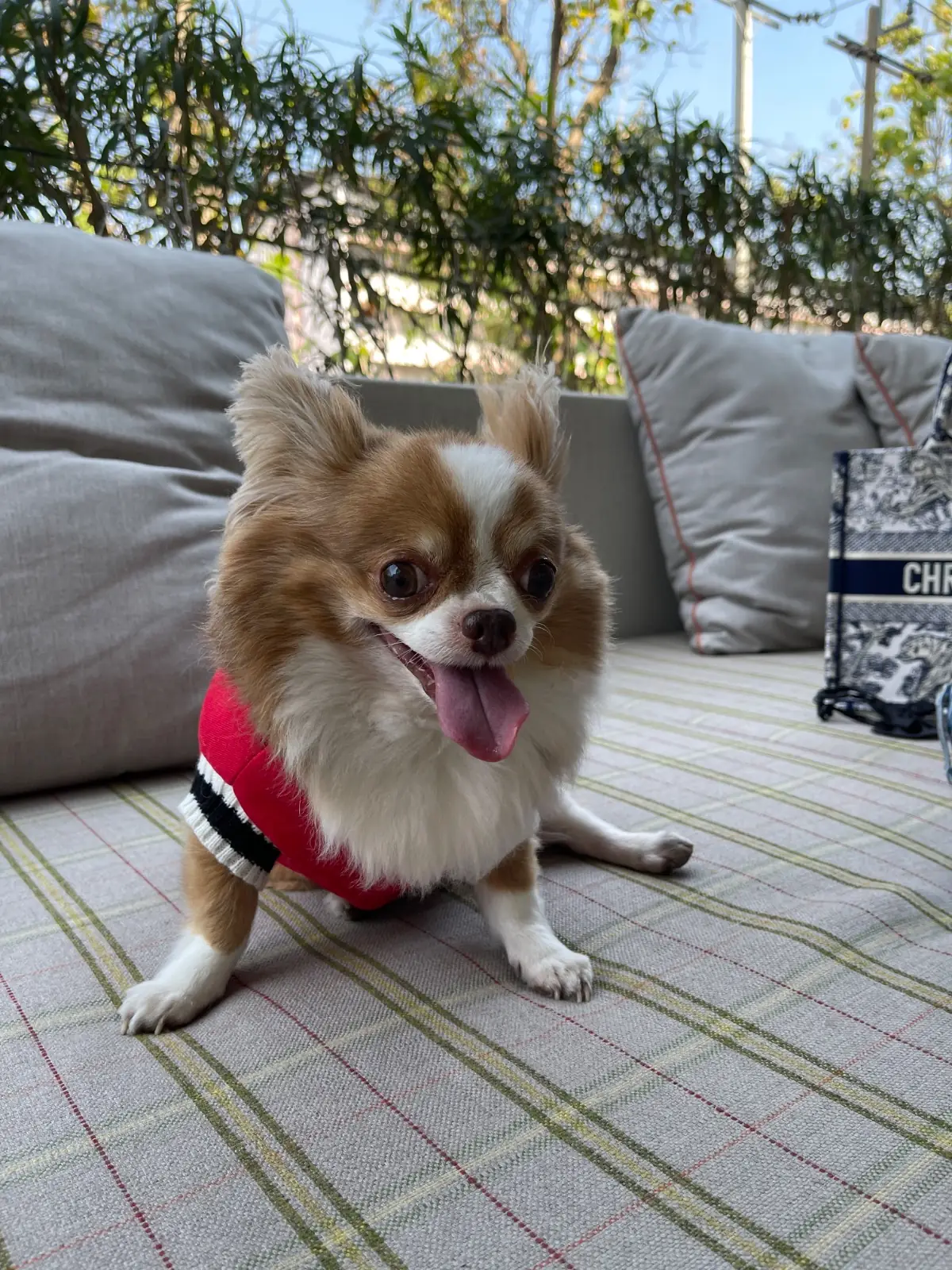 Brunch Paradiso pets image 2