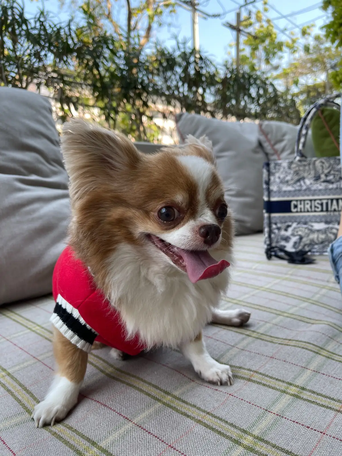 Brunch Paradiso pets image 5