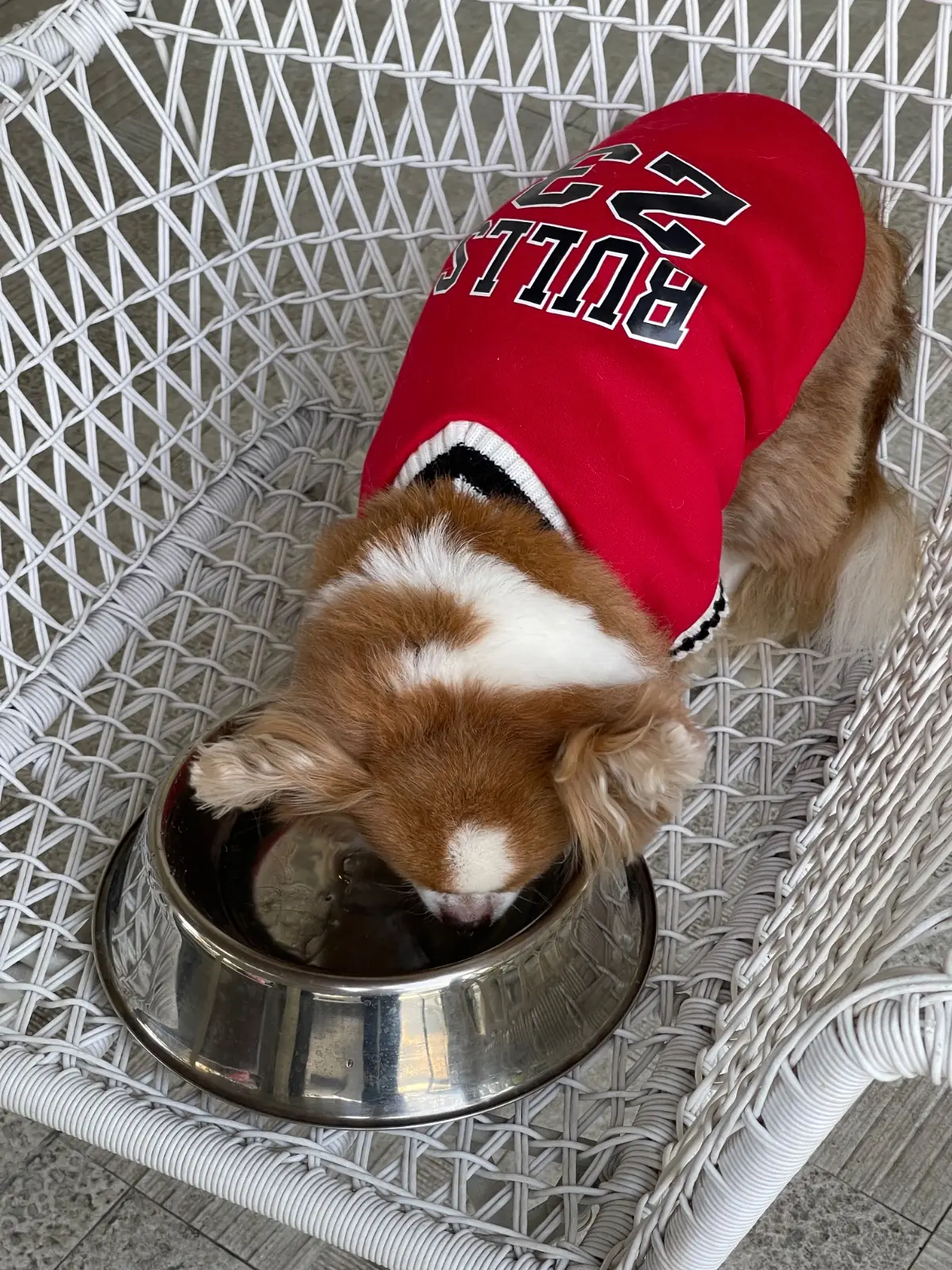 Brunch Paradiso pets image 3