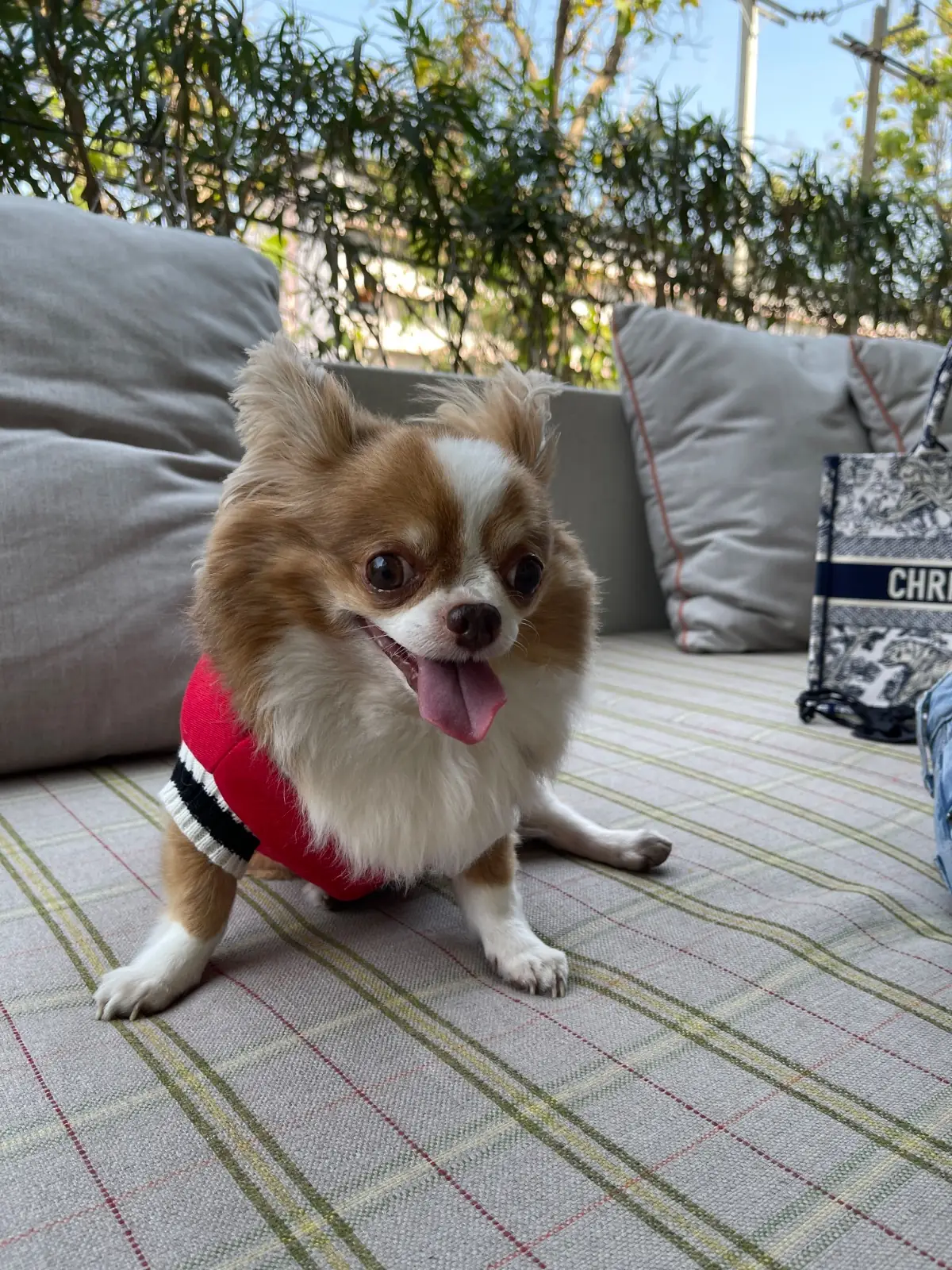 Brunch Paradiso pets image 1