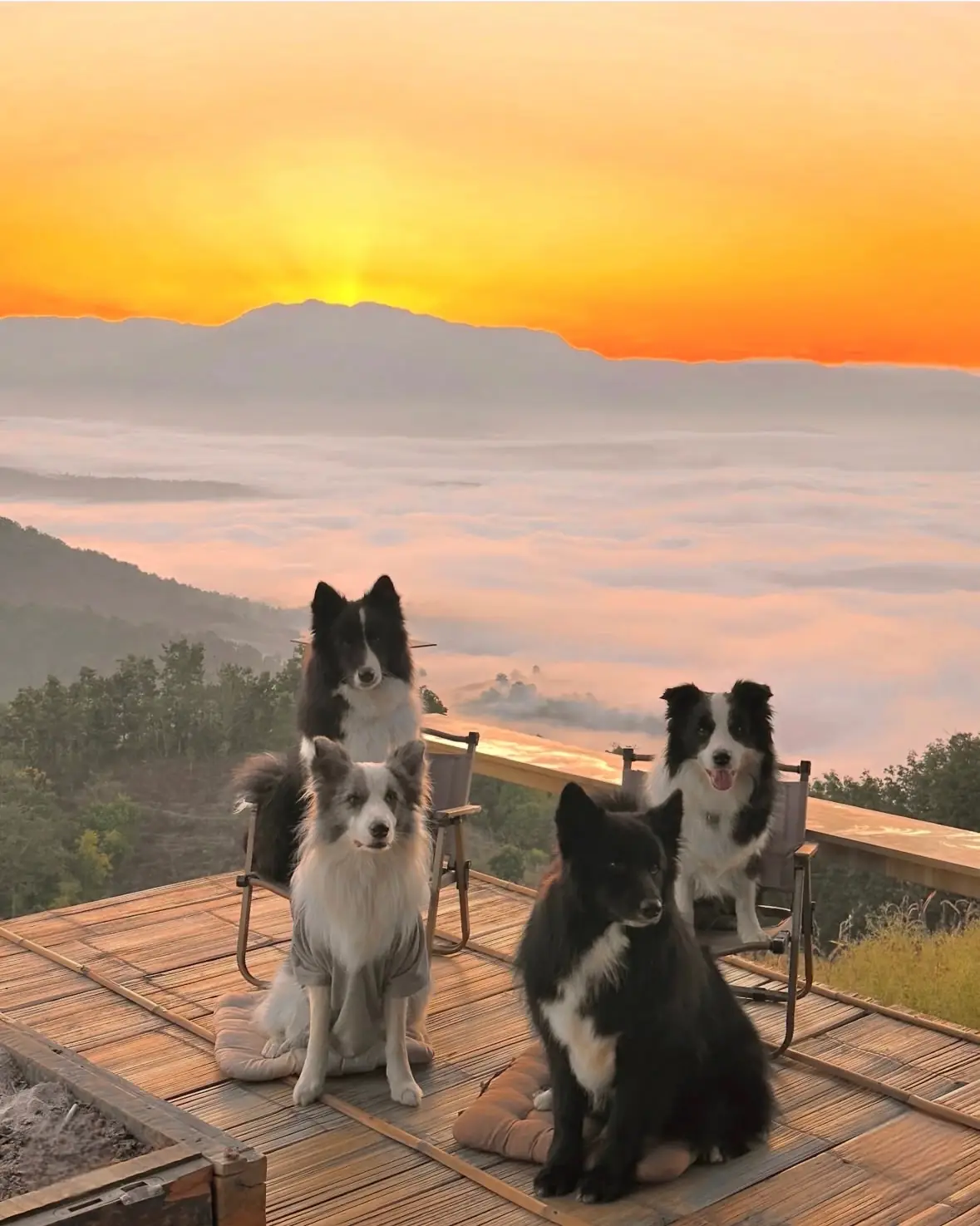 Take View Mueang Chaem Homestay pets image 1