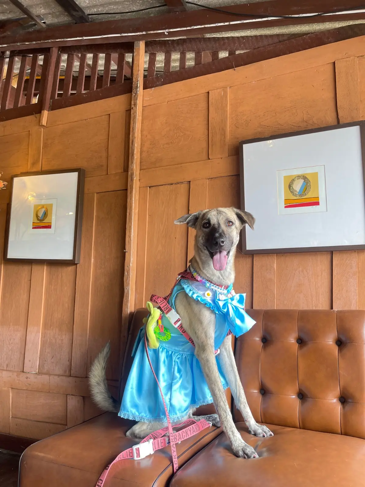ทรีแมงโก้ บ้านไทย ชายคลอง pets image 1