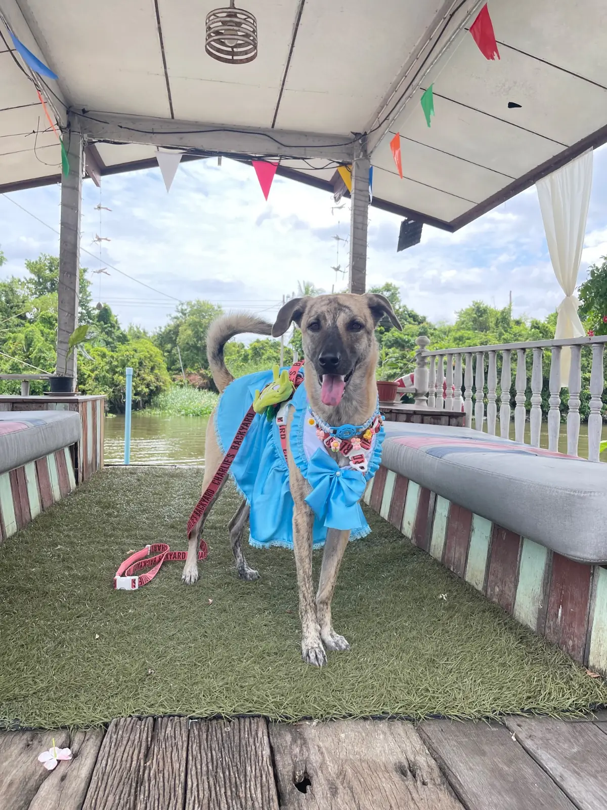 ทรีแมงโก้ บ้านไทย ชายคลอง pets image 2