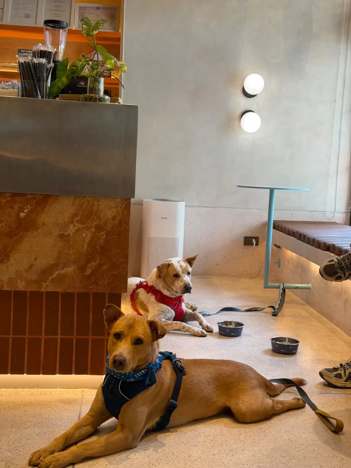 haps - Brunch & More pets image 8