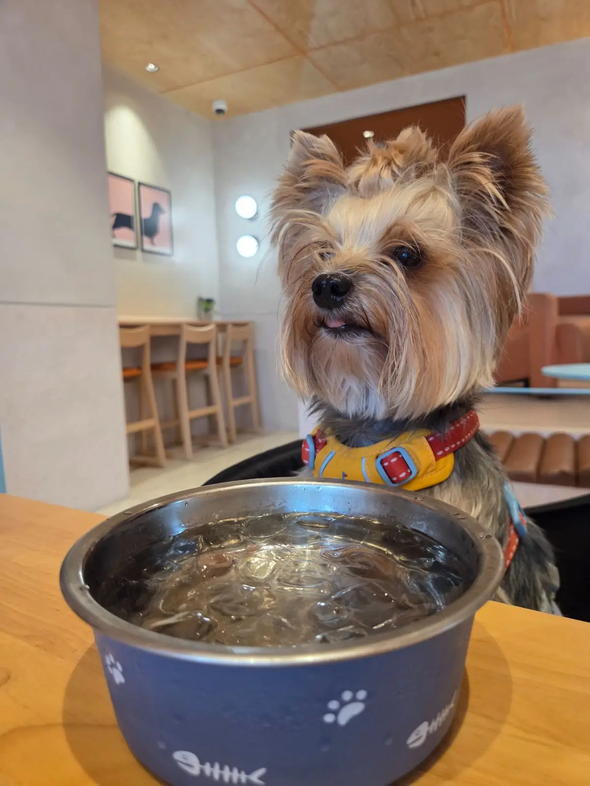 haps - Brunch & More pets image 4