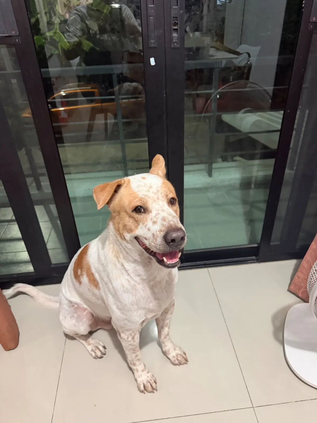 haps - Brunch & More pets image 15
