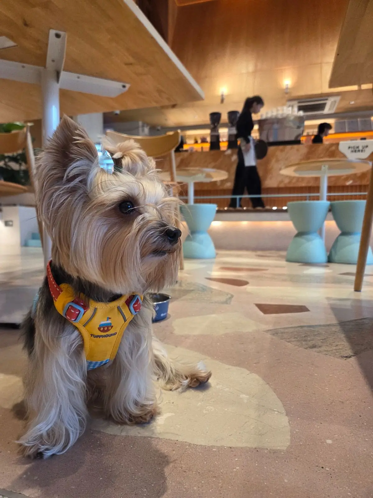 haps - Brunch & More pets image 5
