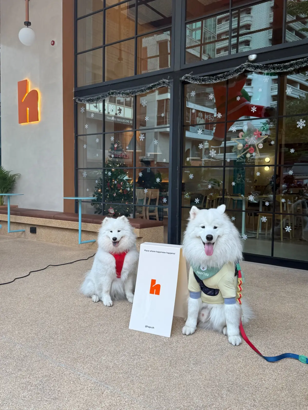 haps - Brunch & More pets image 11