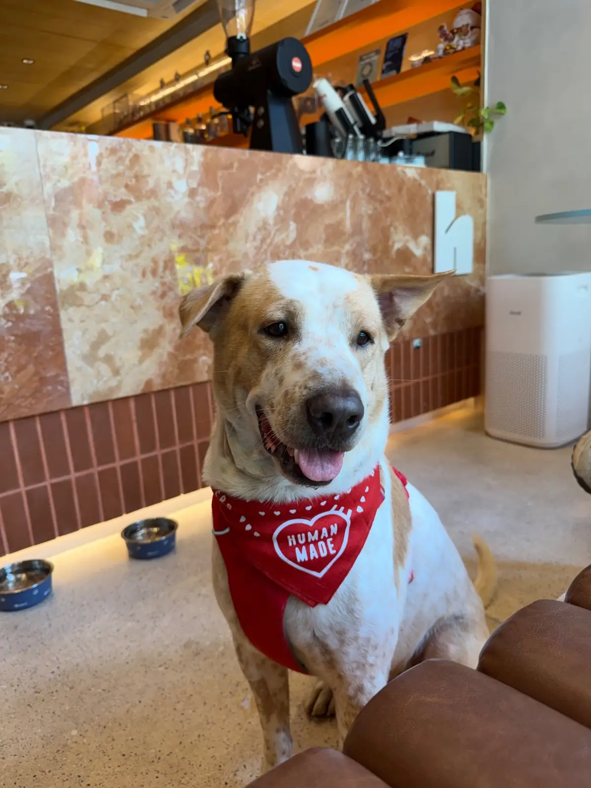 haps - Brunch & More pets image 16