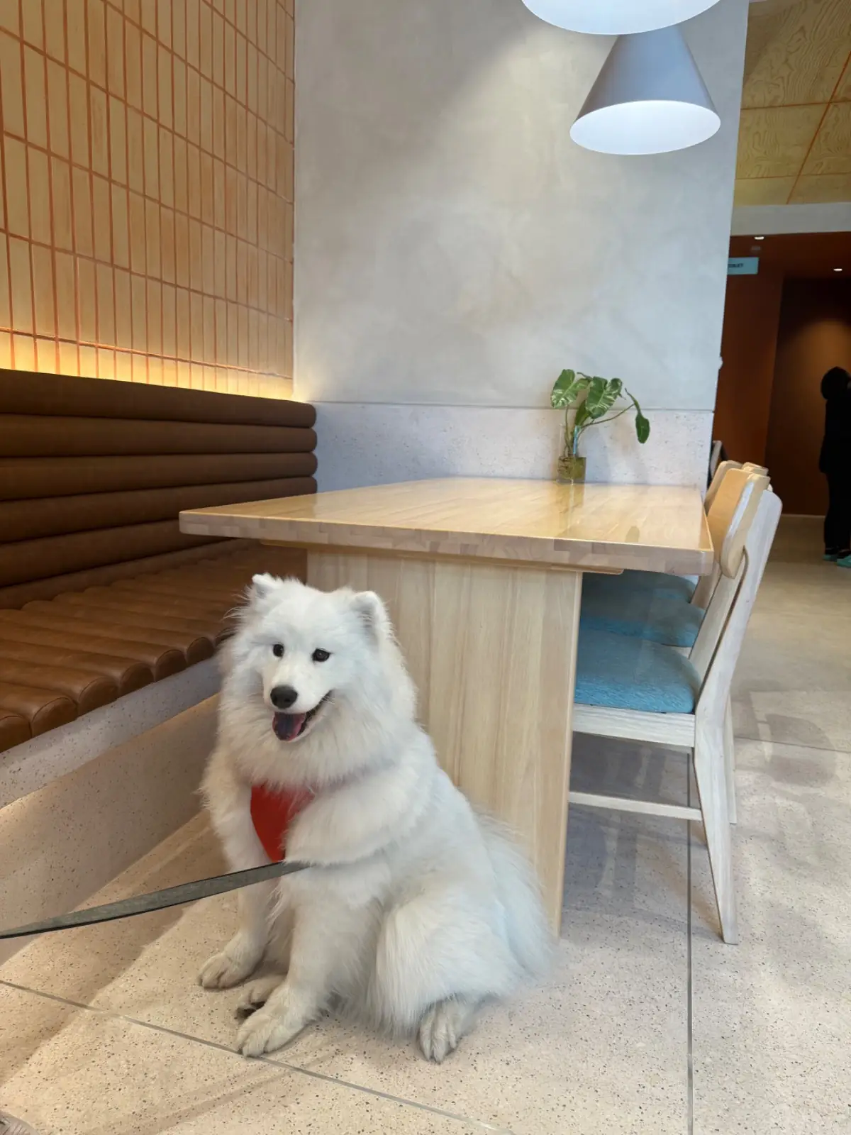 haps - Brunch & More pets image 9