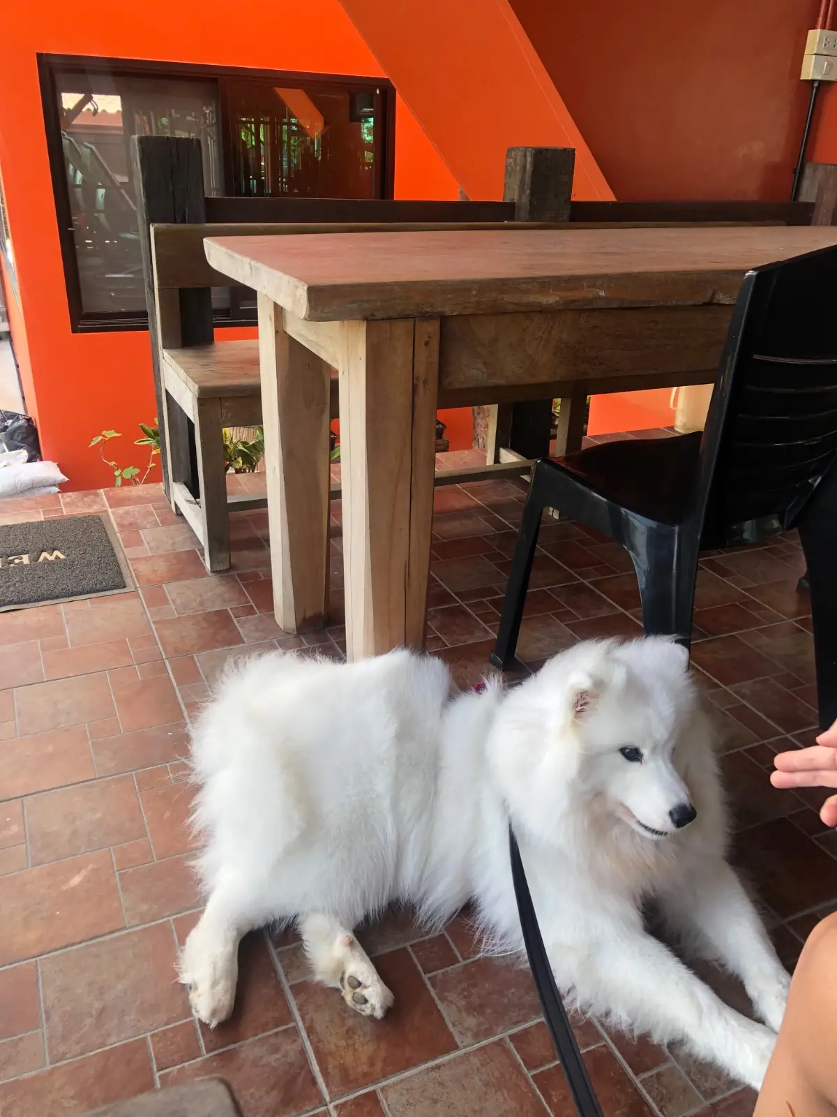 ละมุนบางกะไชย pets image 3