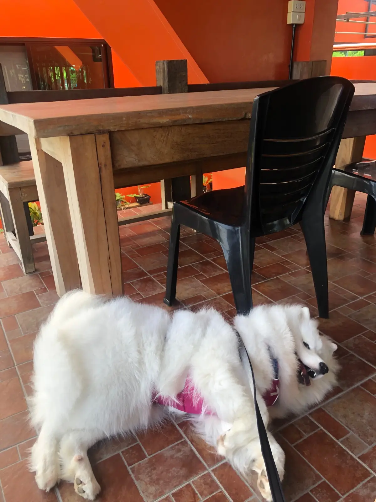 ละมุนบางกะไชย pets image 4