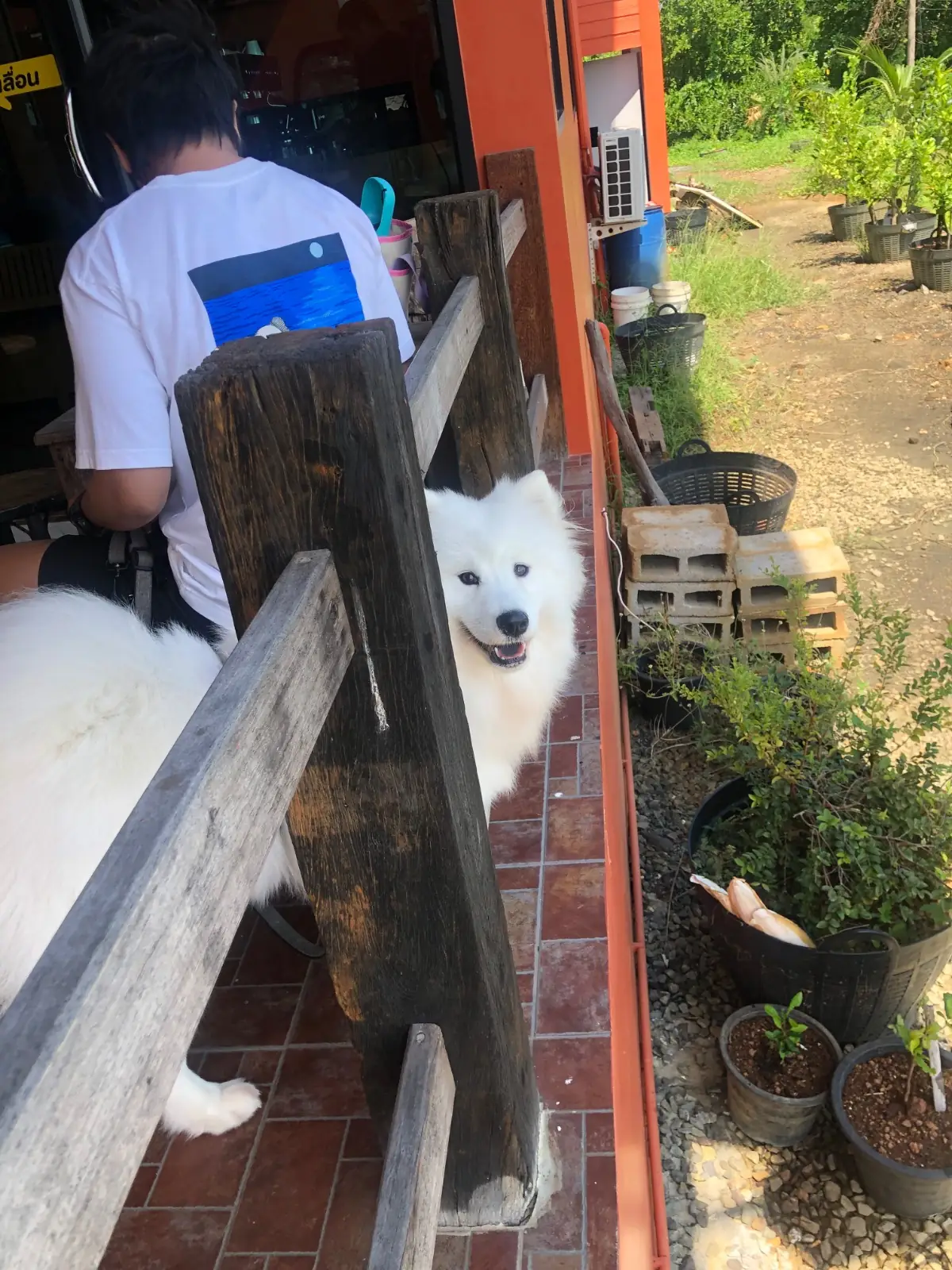 ละมุนบางกะไชย pets image 1