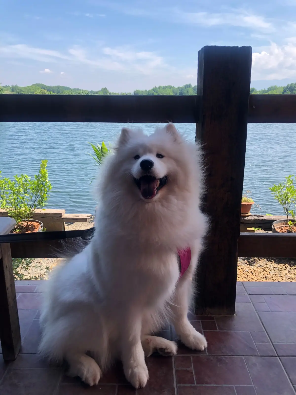ละมุนบางกะไชย pets image 2