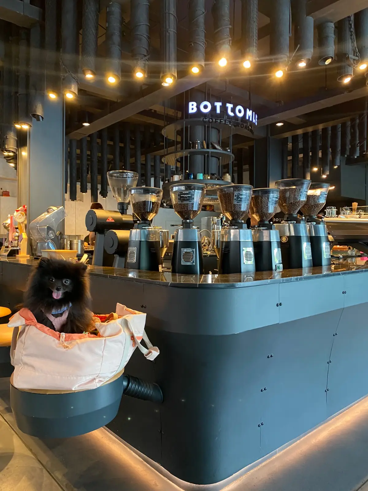 Bottomless Flagship Store pets image 1