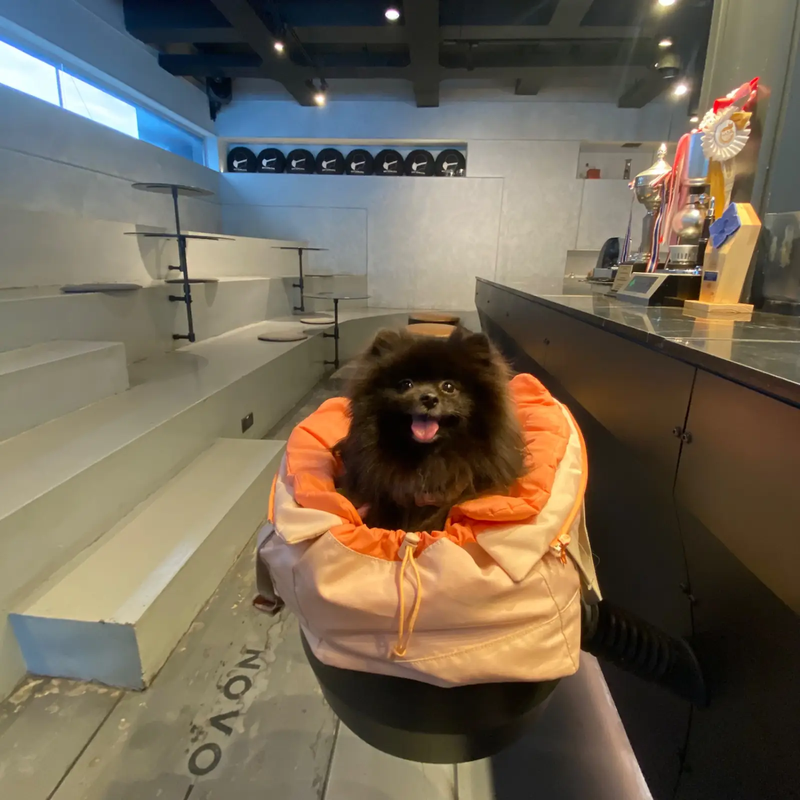 Bottomless Flagship Store pets image 3