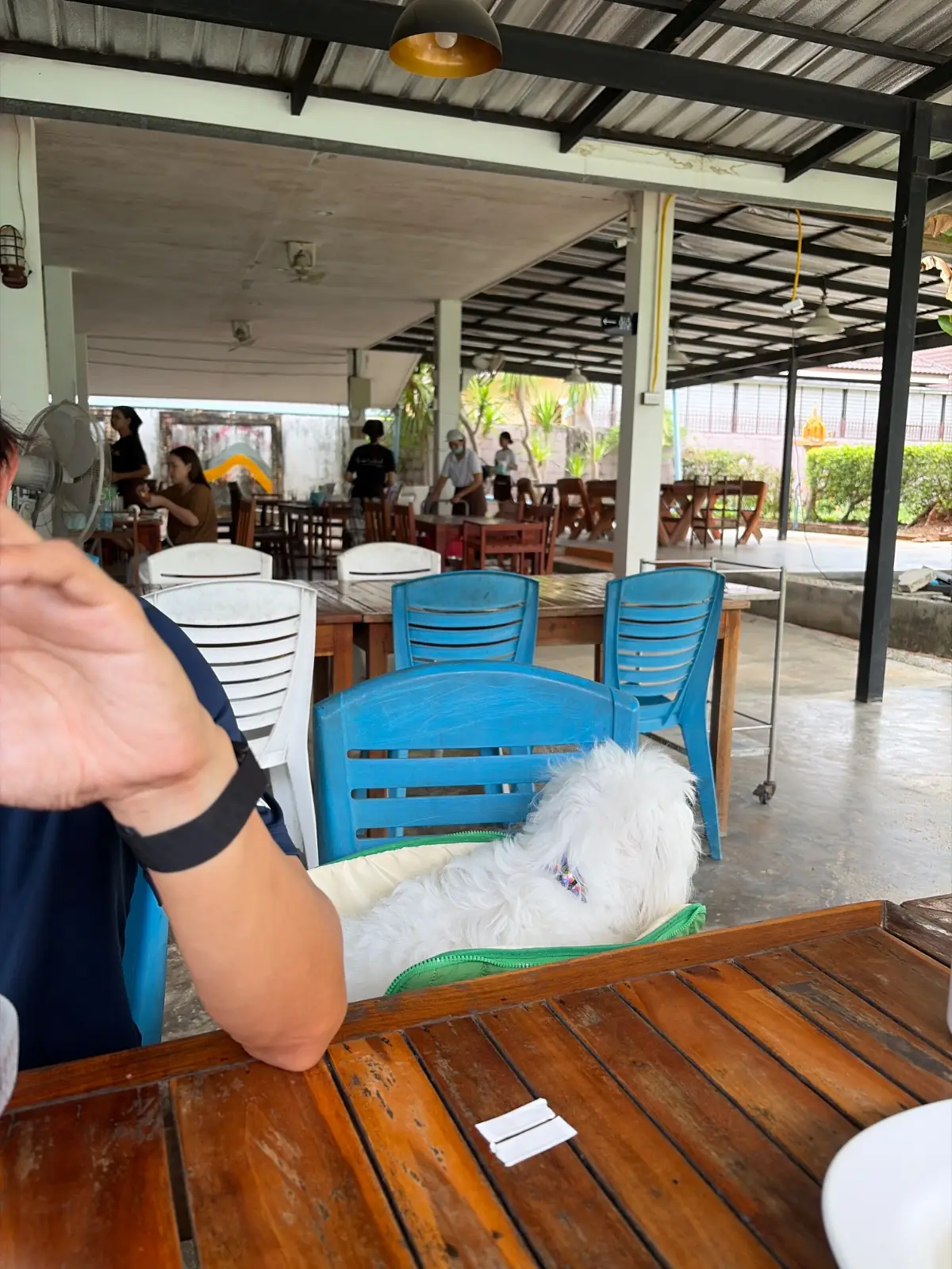 ถ้ำไทรซีฟู้ด ปราณบุรี pets image 1