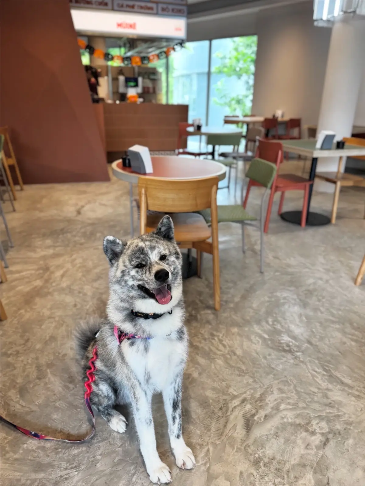 Muine - K Village pets image 1