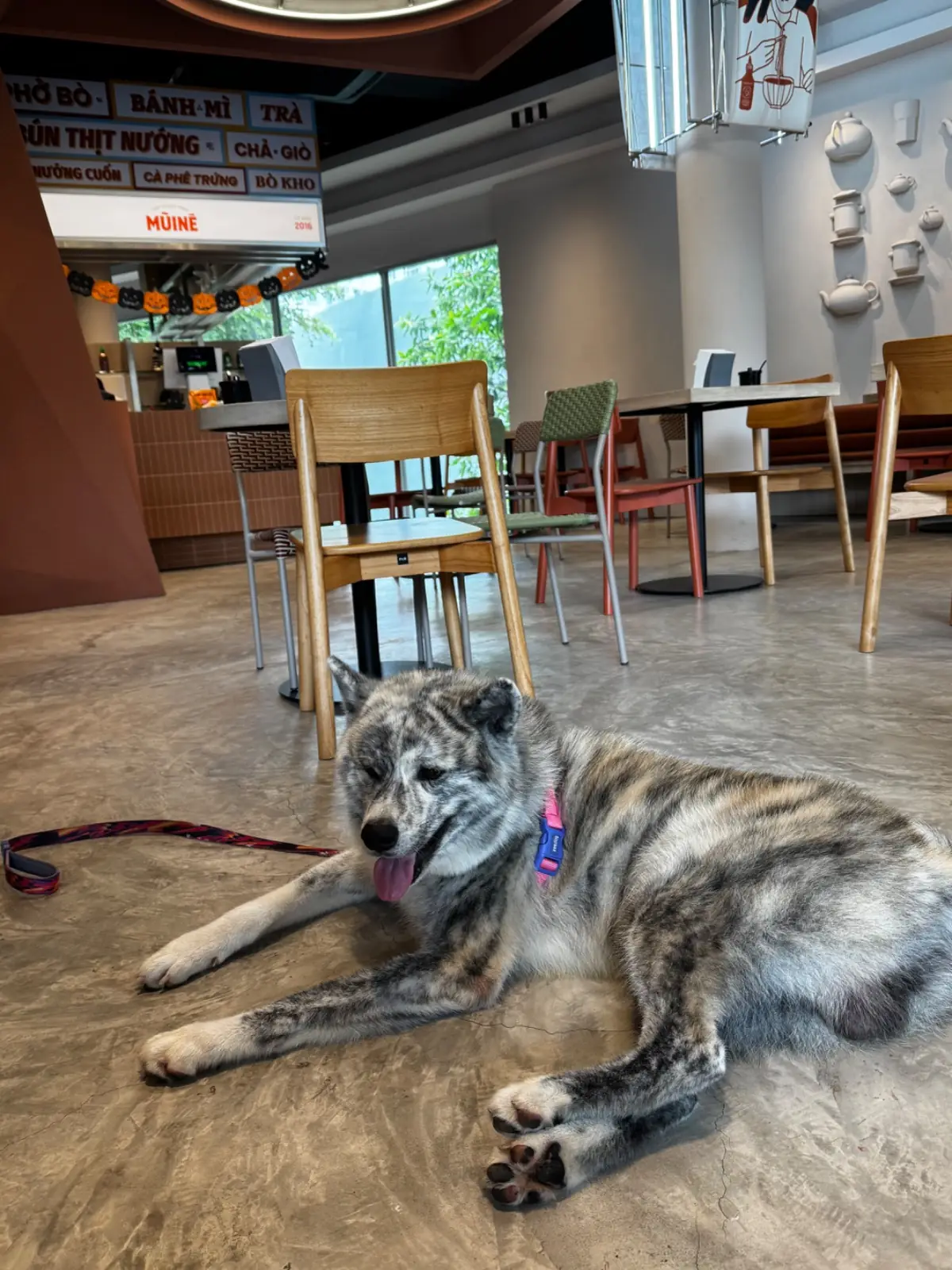 Muine k village pets image 1