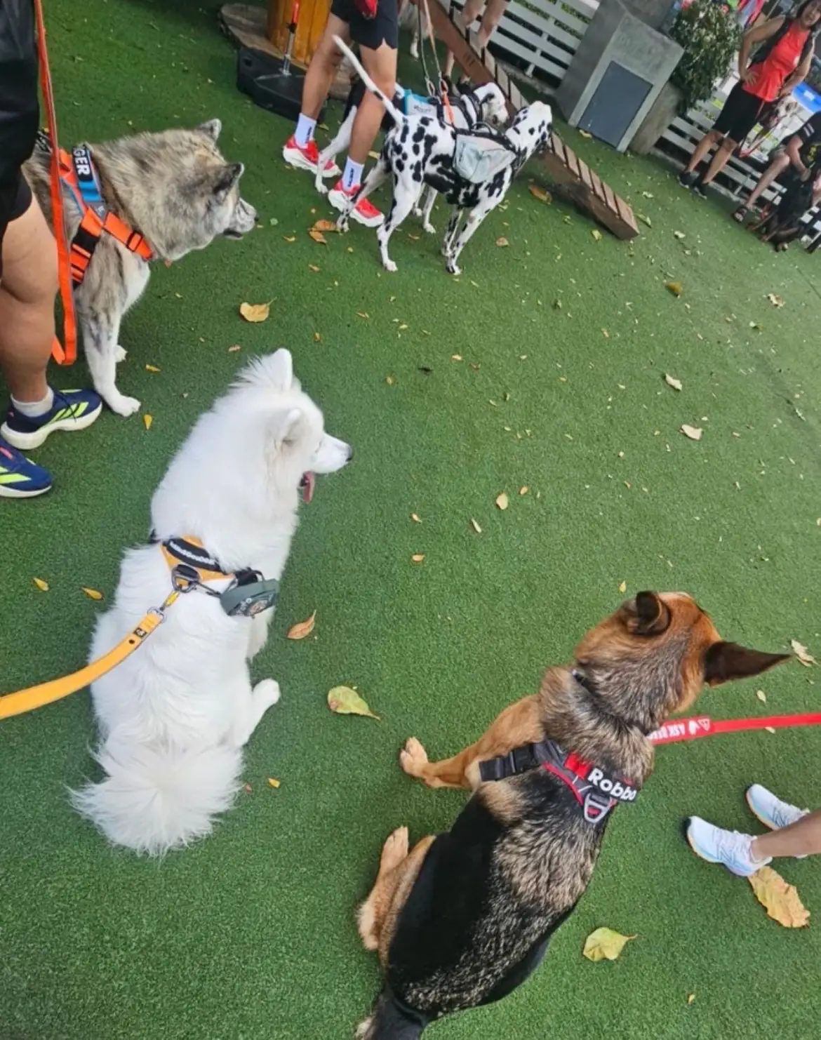 Muine k village pets image 2