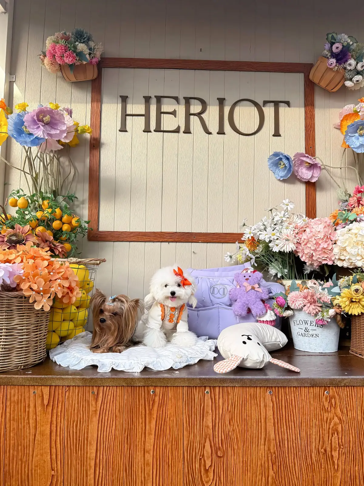 Heriot cafe pets image 5