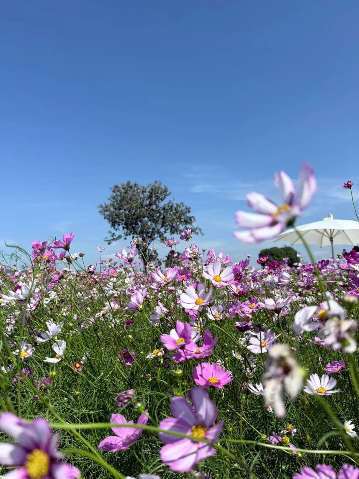 ทุ่งดอกทานตะวัน บ้านไร่คุณยายส้มป่อย overall image 1