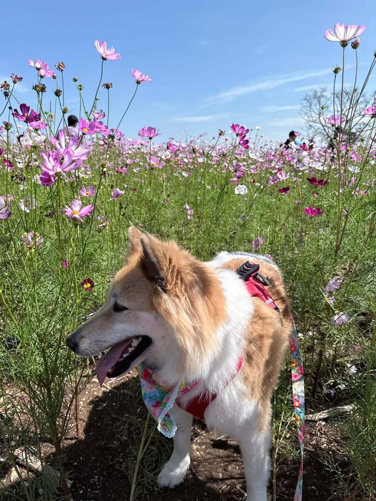 ทุ่งดอกทานตะวัน บ้านไร่คุณยายส้มป่อย pets image 6