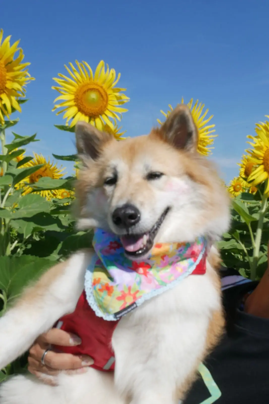 ทุ่งดอกทานตะวัน บ้านไร่คุณยายส้มป่อย pets image 1