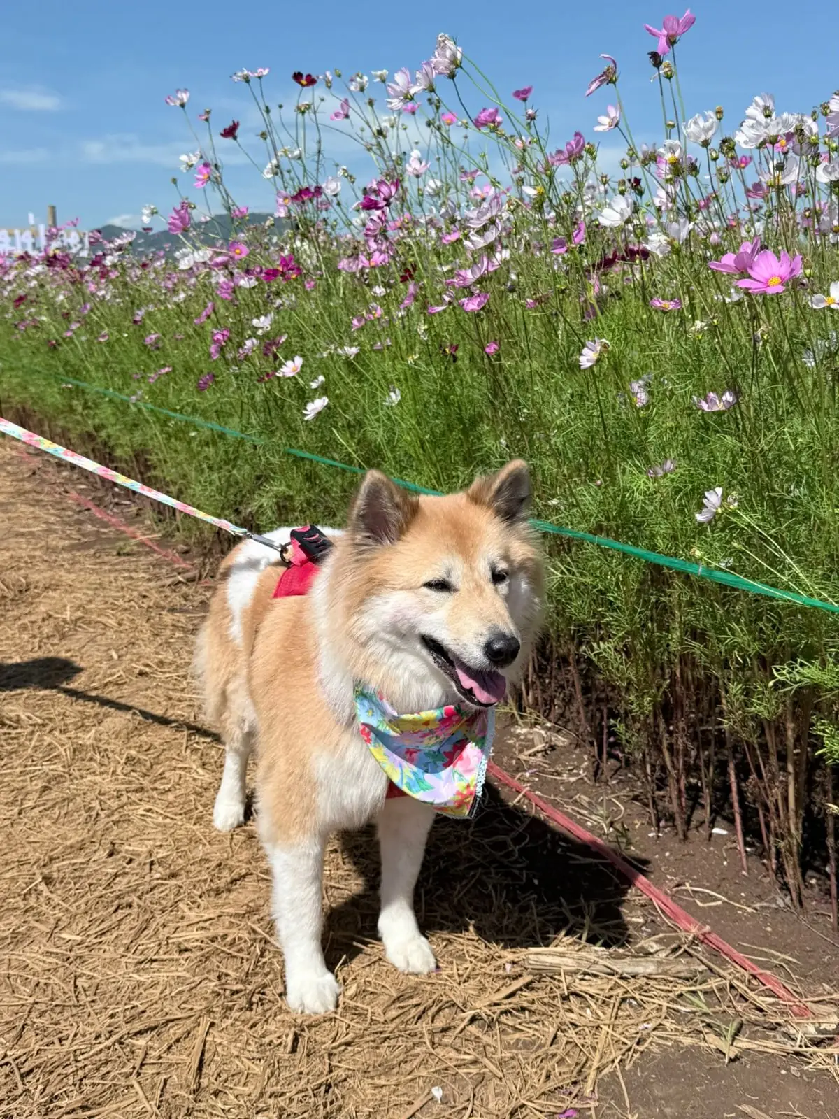 ทุ่งดอกทานตะวัน บ้านไร่คุณยายส้มป่อย pets image 8