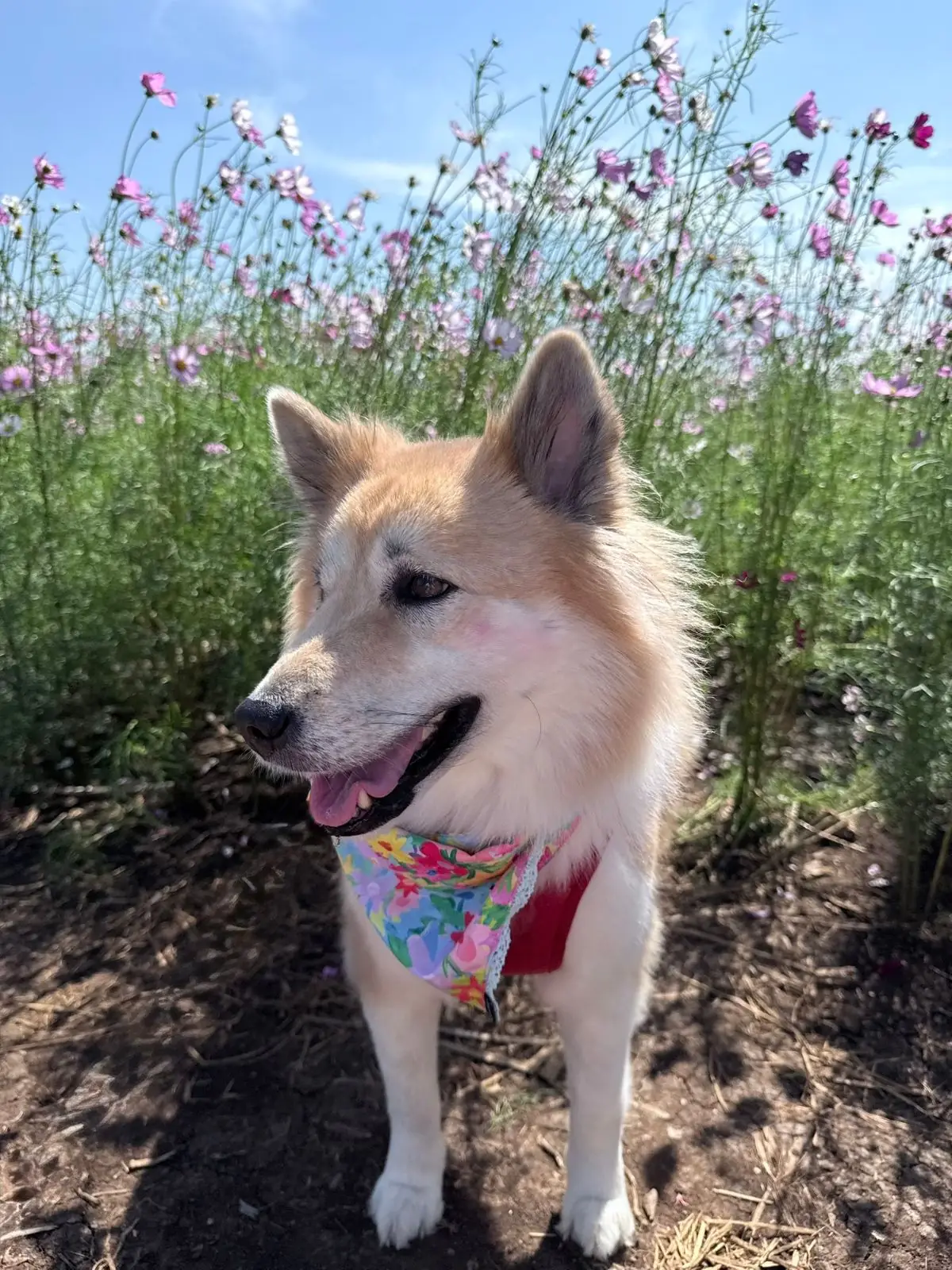 ทุ่งดอกทานตะวัน บ้านไร่คุณยายส้มป่อย pets image 4