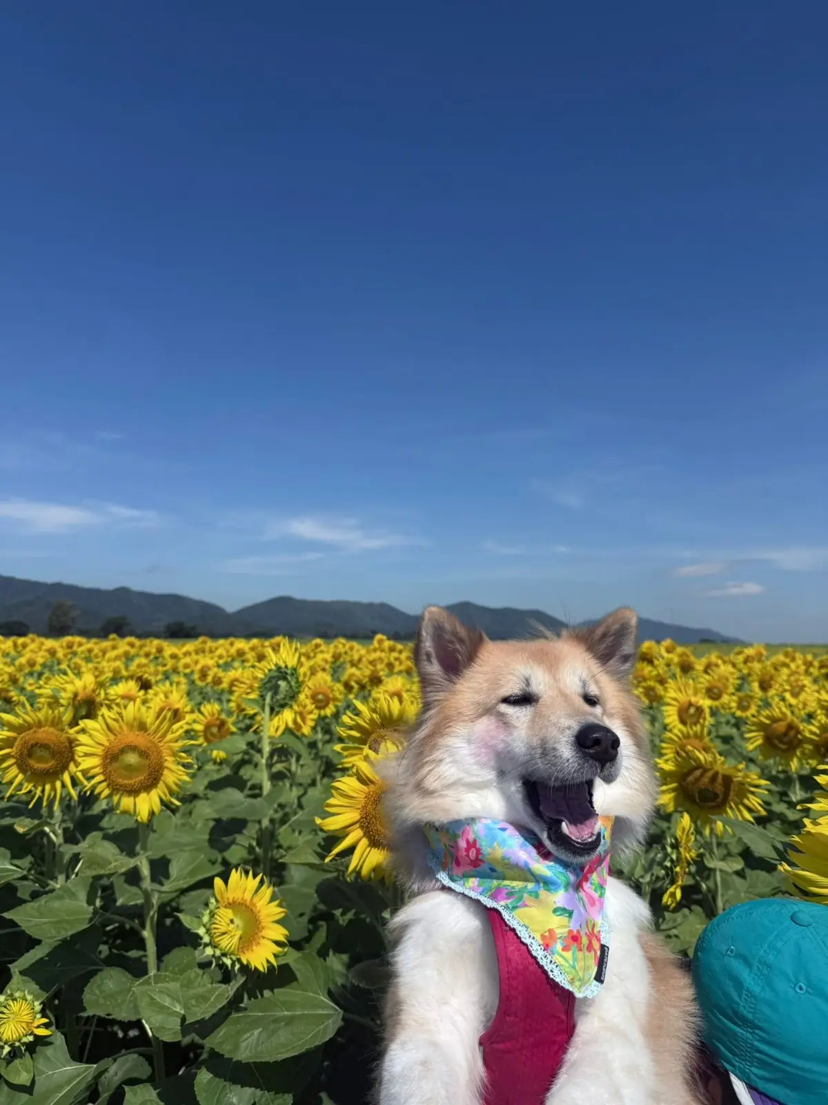 ทุ่งดอกทานตะวัน บ้านไร่คุณยายส้มป่อย pets image 3