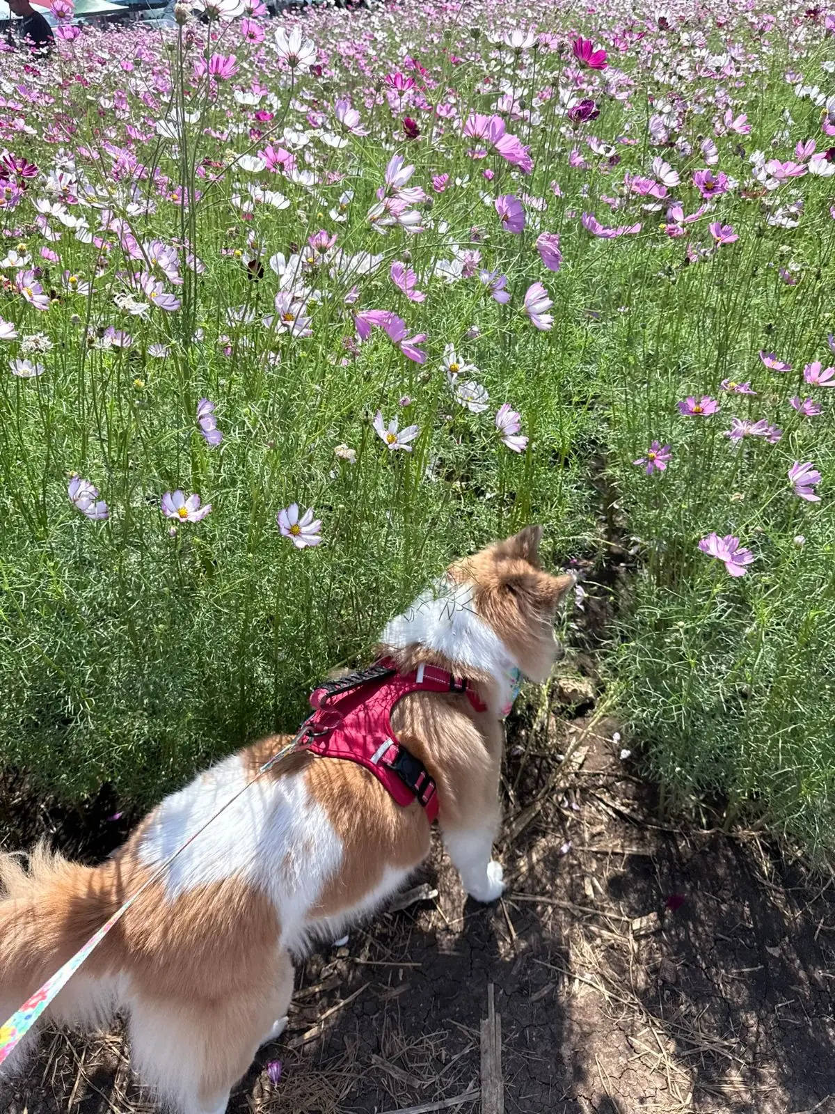 ทุ่งดอกทานตะวัน บ้านไร่คุณยายส้มป่อย pets image 2